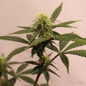 Solo Cup Project-Gorilla Bomb Feminized #1/B-Day 21 of Flowering-6/11/23