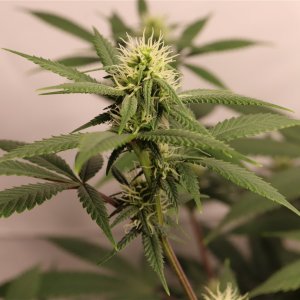 Solo Cup Project-Gorilla Bomb Feminized #1/B-Day 21 of Flowering-6/11/23