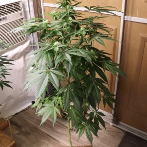 Solo Cup Project-Jilly Bean (Photo)-Day 21 of Flowering-6/11/23