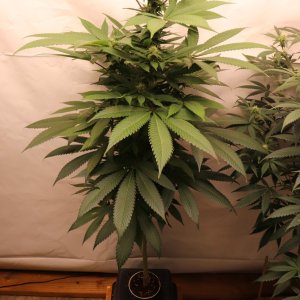 Solo Cup Project-OG Kush Feminized #2/A-Day 21 of Flowering-6/11/23