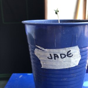 Jack Herer (Jade)-Day 10-e.jpg