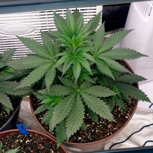 Summer Grow 2023-G-13