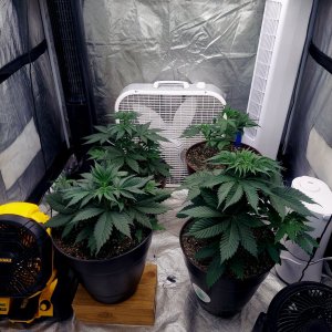 Summer Grow 2023-Canopy Evening