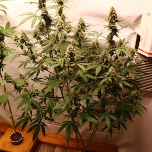 Solo Cup Project-Gorilla Bomb Feminized #1/B-Day 49 of Flowering-7/9/23