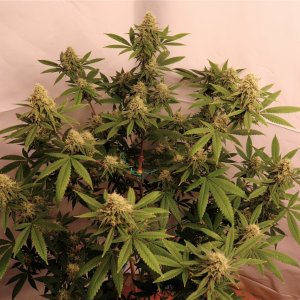 Solo Cup Project-Gorilla Bomb Feminized #1/A-Day 49 of Flowering-7/9/23