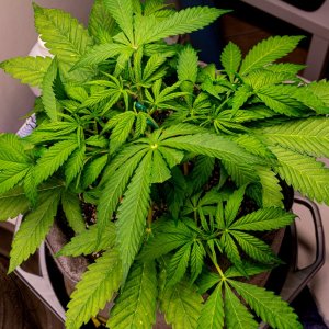 Gelato auto 1 canopy training