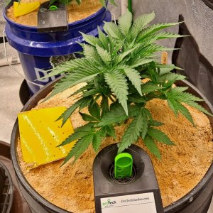 The New x Pineapple Skunk 07-21.jpg