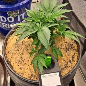 The New x Pineapple Skunk 07-22.jpg