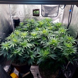 FC4800 Summer Grow 2023-Grow Journal