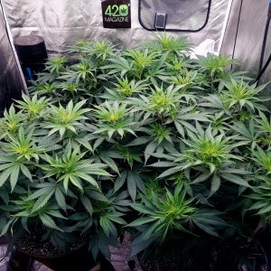 FC4800 Summer Grow 2023-Grow Journal