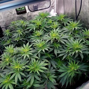 FC4800 Summer Grow 2023-Grow Journal