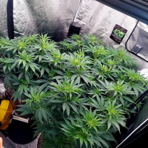 FC4800 Summer Grow 2023-Grow Journal