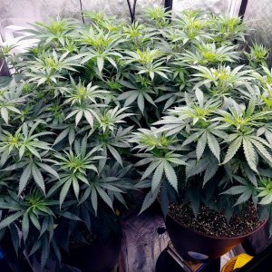 FC4800 Summer Grow 2023-Grow Journal