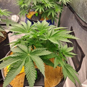 The New x Pineapple Skunk 07-25.jpg