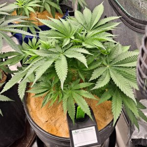 The New x Pineapple Skunk 07-29.jpg