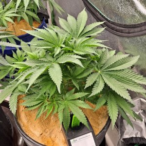 The New x Pineapple Skunk 07-29a.jpg