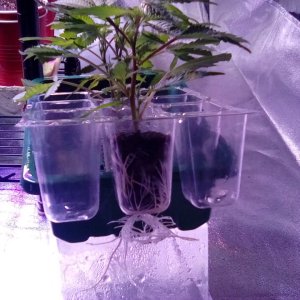Explosive root growth