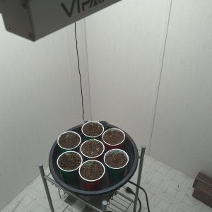 ViparSpectra closet grow