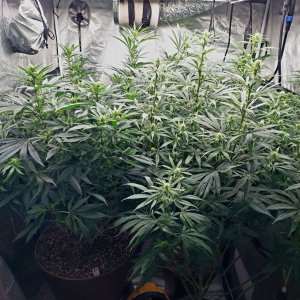 Amnesia-Durban Poison-NYC Diesel-G-13-Grow Journal-Summer Grow 2023