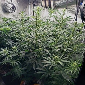 Amnesia-Durban Poison-NYC Diesel-G-13-Grow Journal-Summer Grow 2023