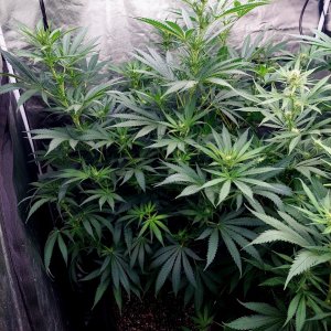 G-13-Grow Journal-Summer Grow 2023