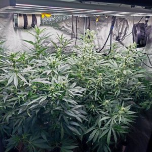 Amnesia-Durban Poison-NYC Diesel-G-13-Grow Journal-Summer Grow 2023