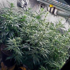 Amnesia-Durban Poison-NYC Diesel-G-13-Grow Journal-Summer Grow 2023