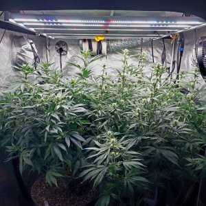 Amnesia-Durban Poison-NYC Diesel-G-13-Grow Journal-Summer Grow 2023