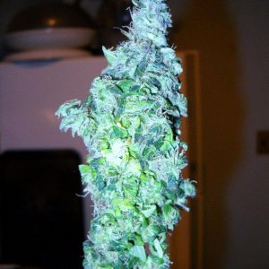 Woodsman's NL#5 Grow - The Runt (secondary bud)