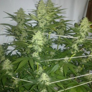 Killerbudd_Flowering_7_weeks