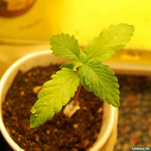 Light of Jah and random seed grow update 3