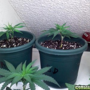 3rd grow