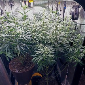 Amnesia-Durban Poison-NYC Diesel-G-13-Grow Journal-Summer Grow 2023