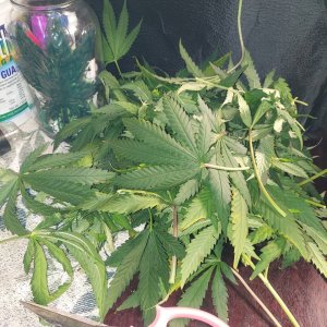 Amnesia-Durban Poison-NYC Diesel-G-13-Grow Journal-Summer Grow 2023