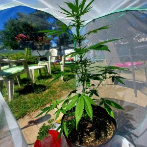 Bubblegum Autoflower-Grow Journal-Outdoor Grow 2023