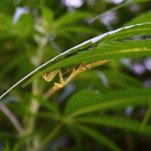 Praying Mantis Hanging Out under Cannabis Leaf