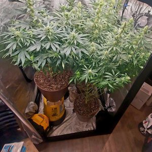 Amnesia-Durban Poison-NYC Diesel-G-13-Grow Journal-Summer Grow 2023