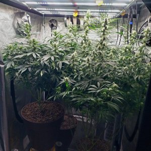 Amnesia-Durban Poison-NYC Diesel-G-13-Grow Journal-Summer Grow 2023