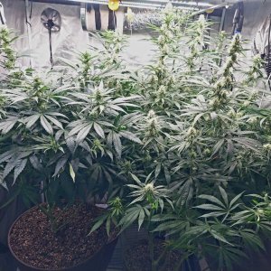 Amnesia-Durban Poison-NYC Diesel-G-13-Grow Journal-Summer Grow 2023