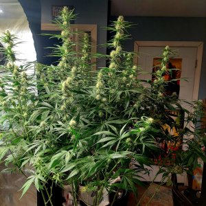 Durban Poison-Grow Journal-Summer Grow 2023