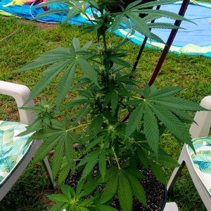 Bubblegum Autoflower-Grow Journal-Outdoor Grow 2023