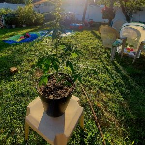 Bubblegum Autoflower-Grow Journal-Outdoor Grow 2023