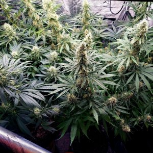 Durban Poison-Grow Journal-Summer Grow 2023