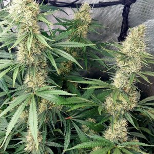 Durban Poison-Grow Journal-Summer Grow 2023