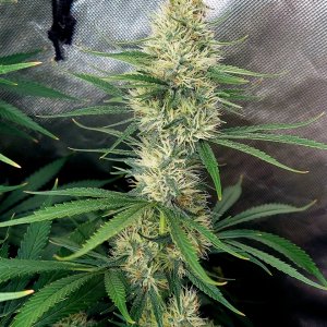 Durban Poison-Grow Journal-Summer Grow 2023