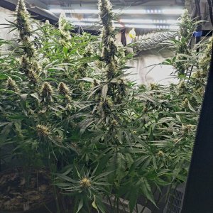 Durban Poison-Grow Journal-Summer Grow 2023