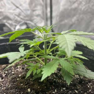 Northern Lights Day 17