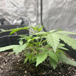 Northern Lights Day 17