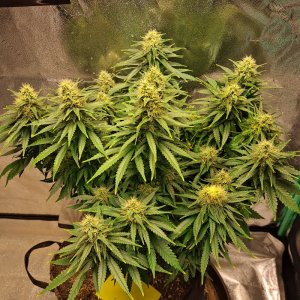 Soul Diesel 08-31.jpg