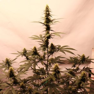 Solo Cup Project/Phase 3-Gorilla Bomb Feminized #2/Day 34 of Flowering-9/4/23